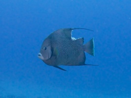 Gray Angelfish - that will leave a mark! IMG 4842